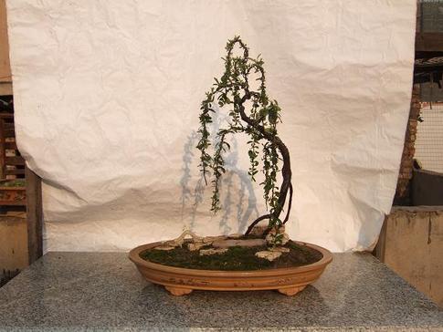 DSCF1679.JPG