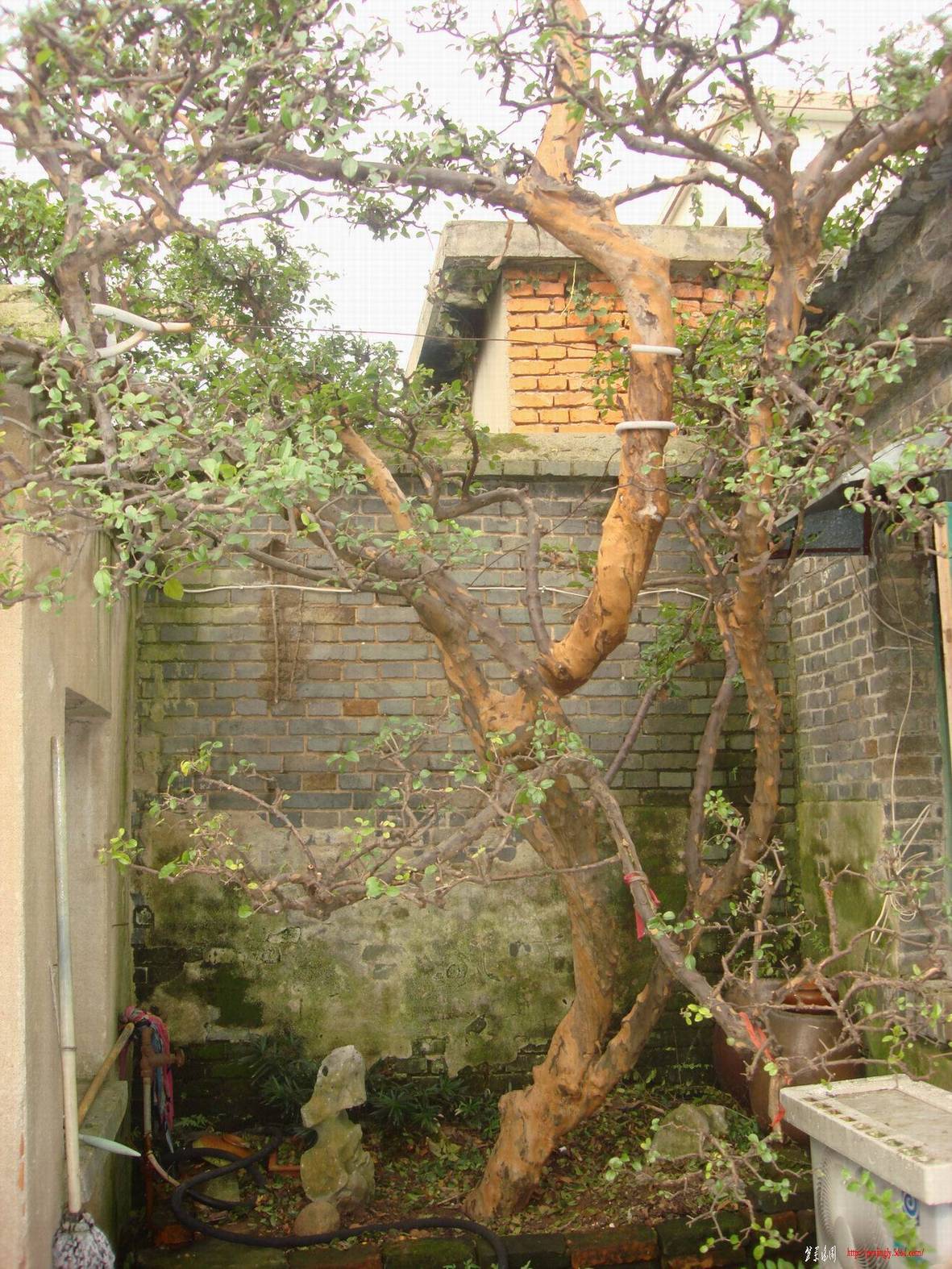ת DSC03637g.jpg