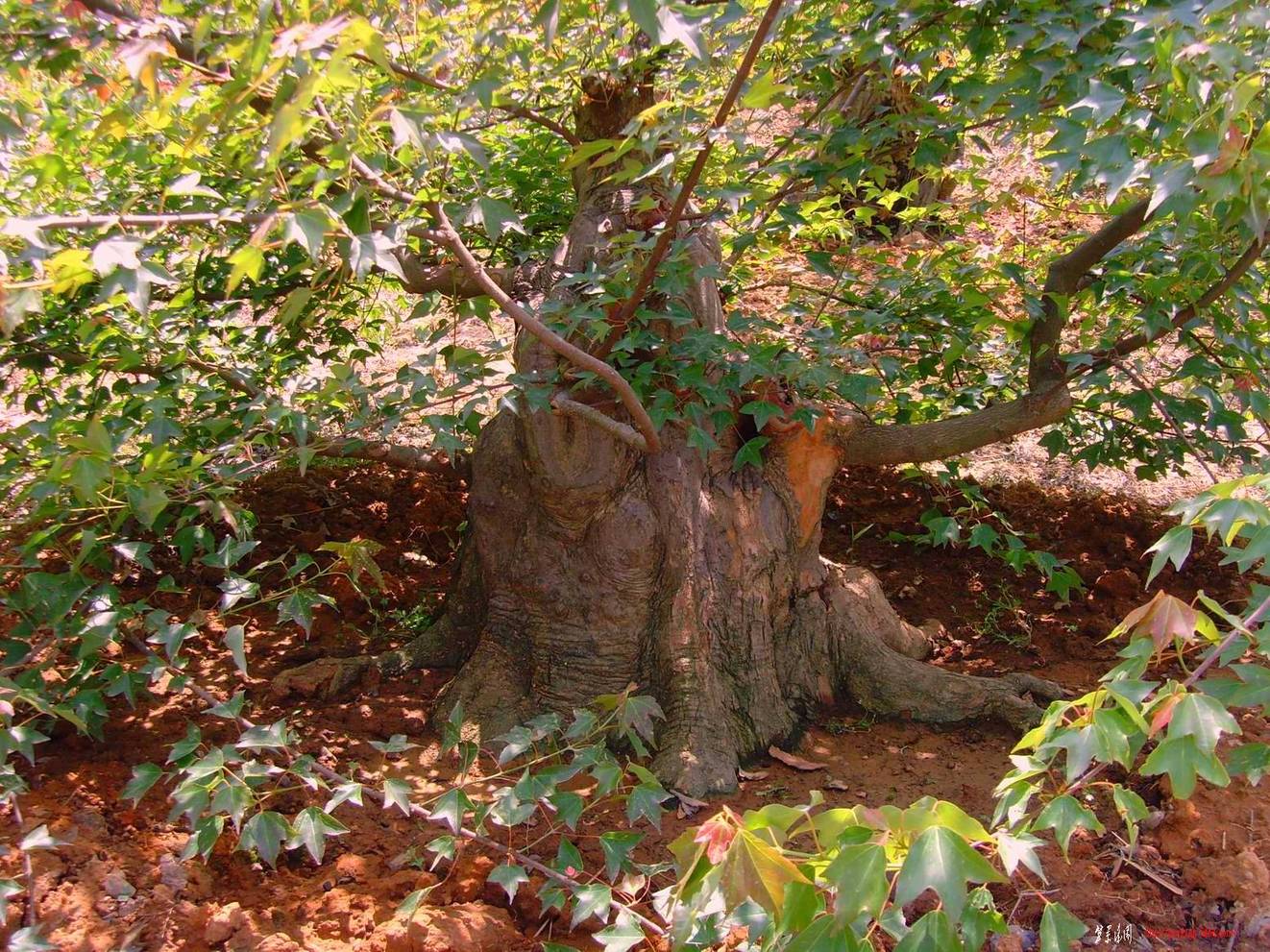 SNV37157.JPG