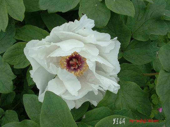 DSCF0241.JPG