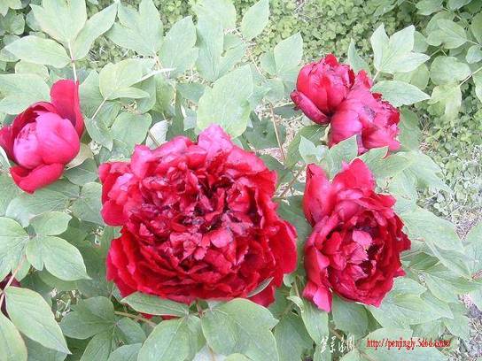 DSCF0248.JPG