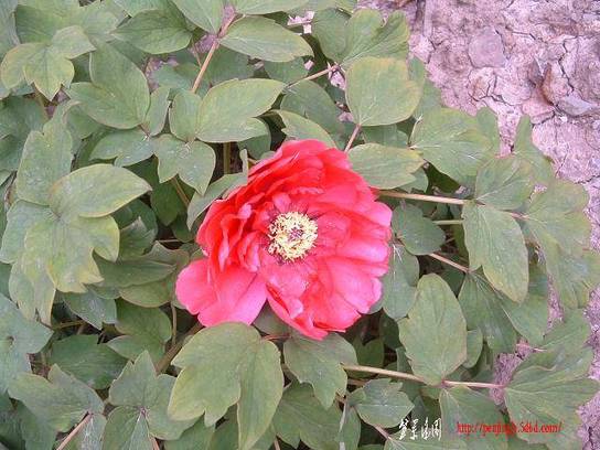 DSCF0236.JPG