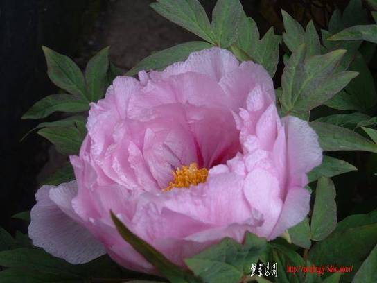 DSCF0206.JPG