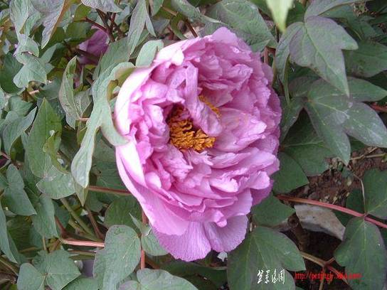 DSCF0252.JPG