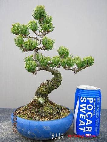 bonsai2002center-img416x555-1269789527a4hc0q56320.jpg