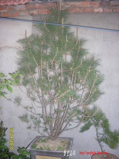 SDC11137.JPG