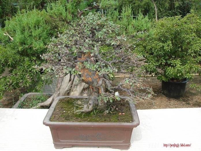 Ƭ 016.JPG