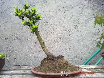 20100509613.jpg