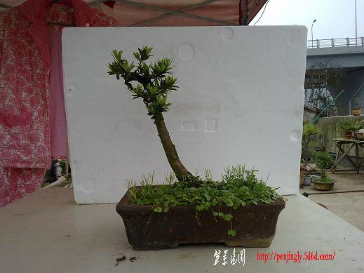 20100509606.jpg