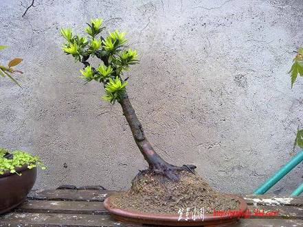 20100509615.jpg
