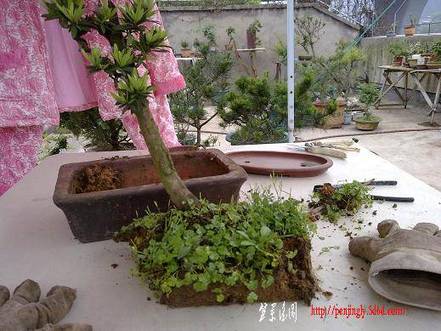 20100509608.jpg