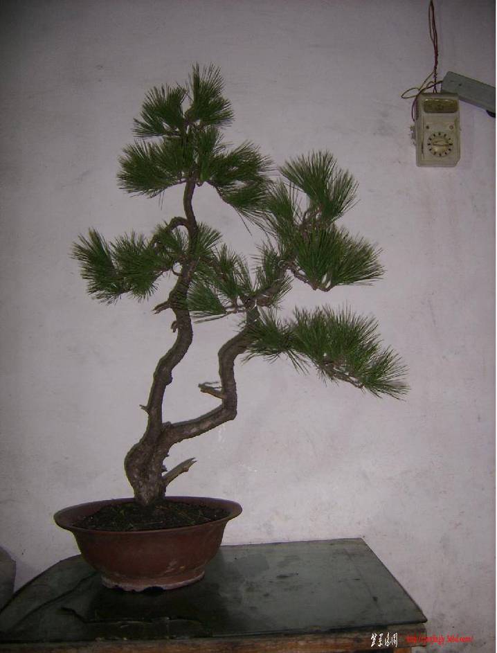 SSA507741.JPG