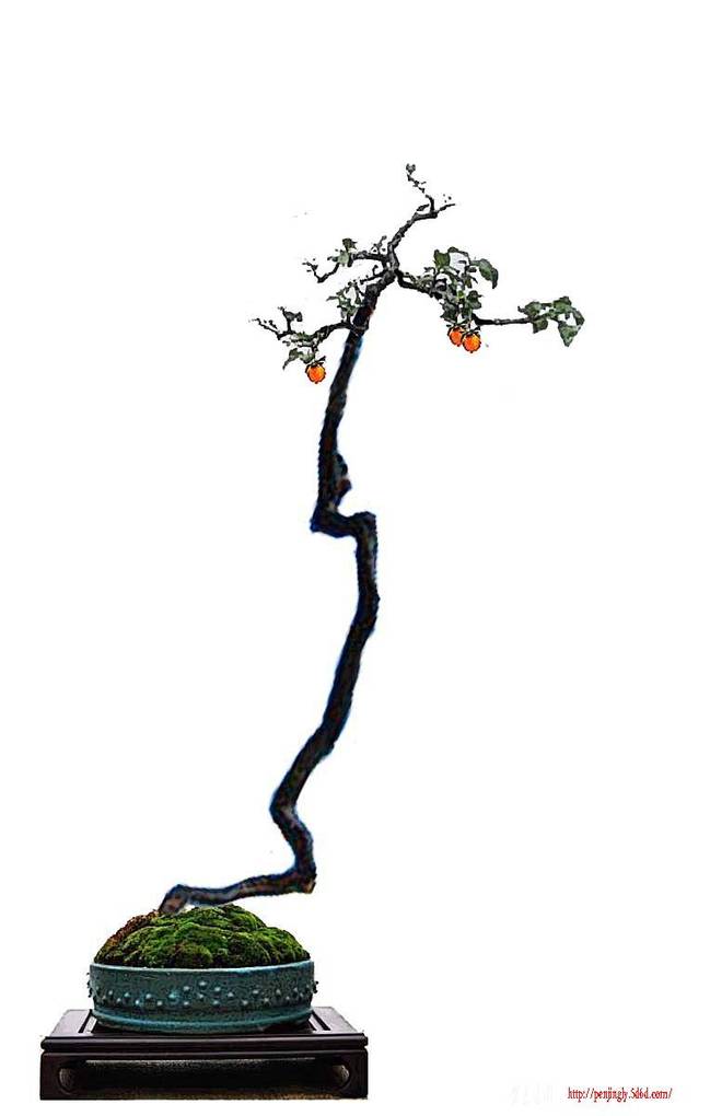 6073Сǳ走֦˼ͼ20100510޸ĸ.jpg