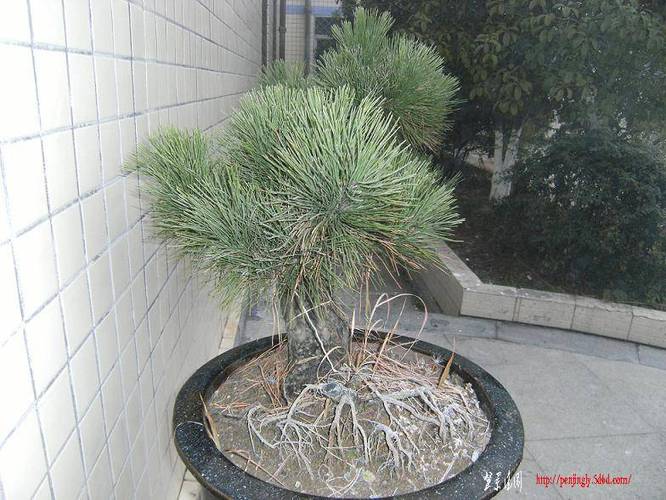 DSCF1172.JPG