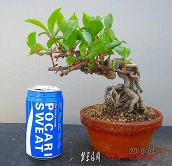 bonsai2002center-img405x390-1273618572hchnwa43368.jpg