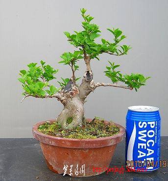 bonsai2002center-img343x371-1272486769gpdmqj69075.jpg