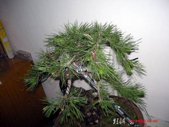 DSCN3793.JPG