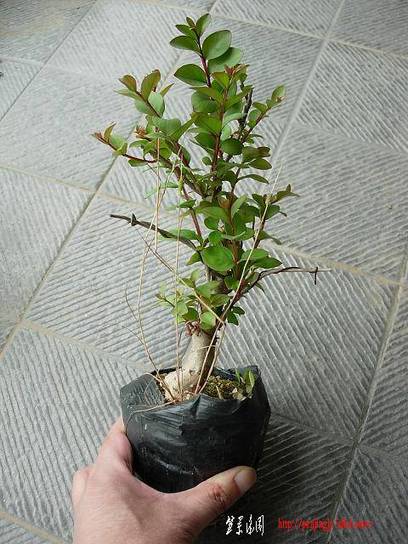 DSCN3018.JPG