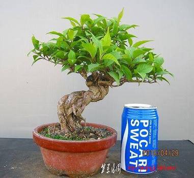 bonsai2002center-img448x412-1273534836gjzz2g16357.jpg