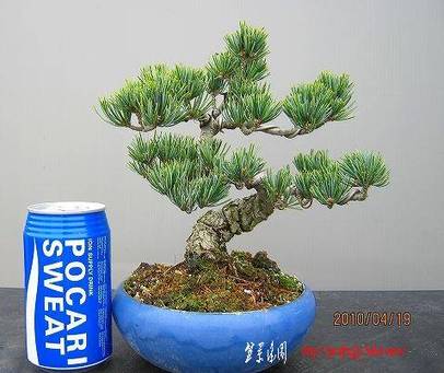 bonsai2002center-img478x401-1272828823iyapjb5572.jpg