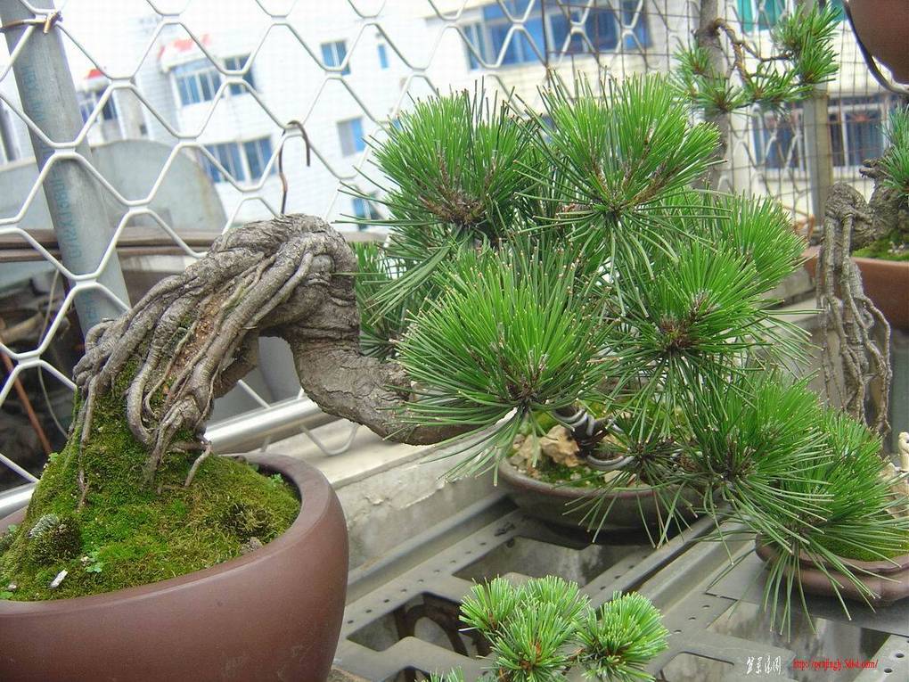 С DSC08464.JPG