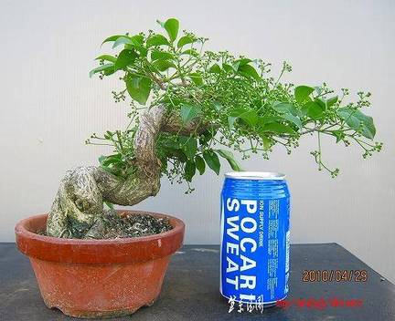 bonsai2002center-img508x414-1273532652h3v7is21665.jpg