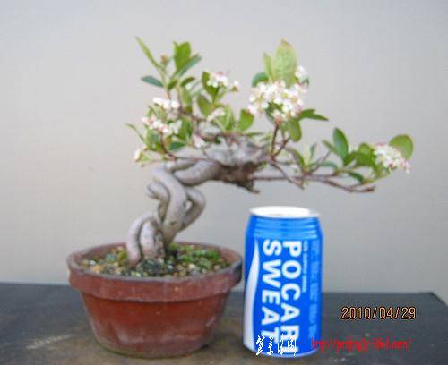 bonsai2002center-img500x408-1273535033ph2j7p10331.jpg