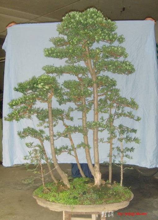 SNV34306.jpg