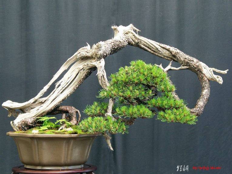 aob_002_mugo_pine.jpg