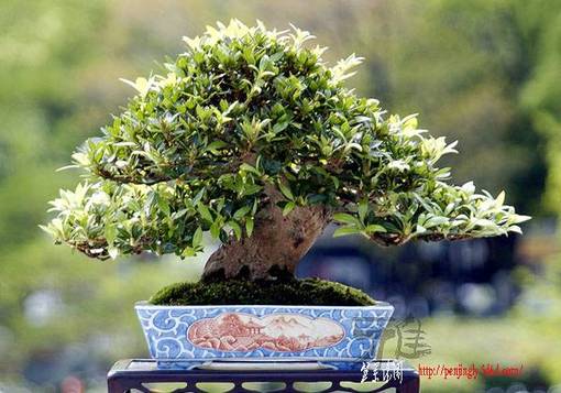 image-hyoushi-040426-chinzan-ikeda-ooba-s.jpg