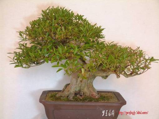 satukiya_b3-img600x450-1276846731uvfg2bbb90.jpg