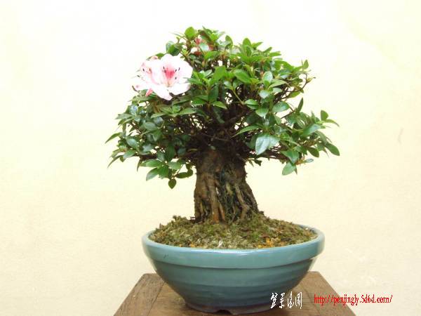 bonsaijapango-img600x450-12.jpg