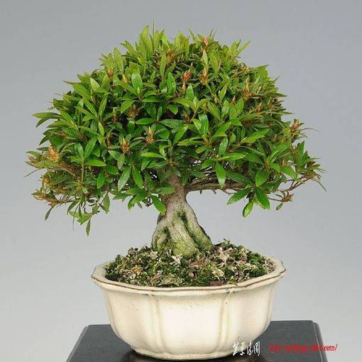y-bonsai_y1921.jpg
