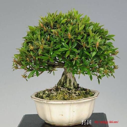 y-bonsai_y1921_1.jpg