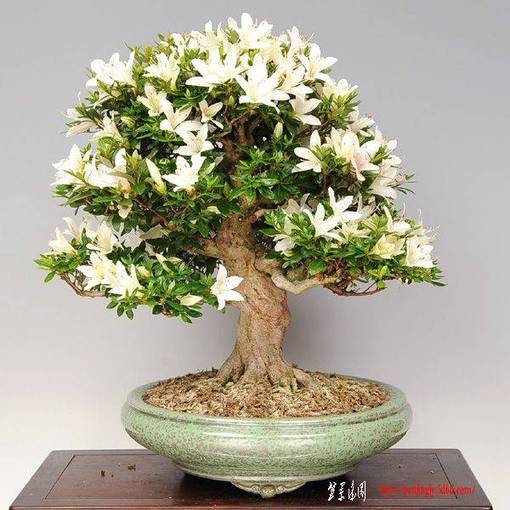 y-bonsai_y1990.jpg