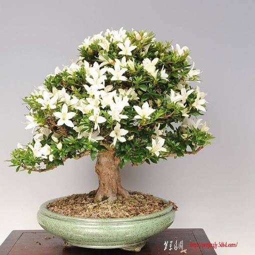 y-bonsai_y1990_1.jpg