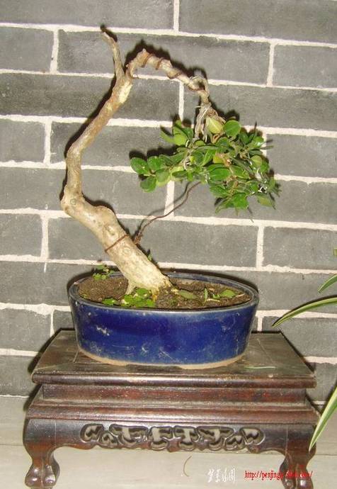 SNV34338.jpg