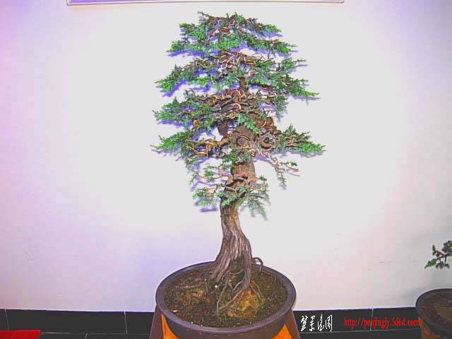 DSCN7269.JPG