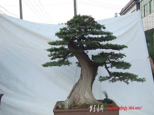 DSCF4433.JPG