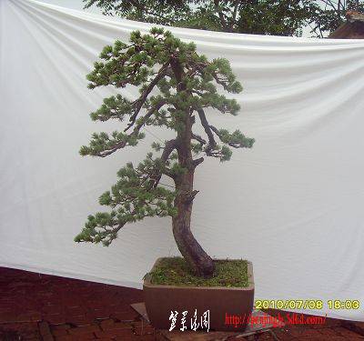 SDC11262.JPG