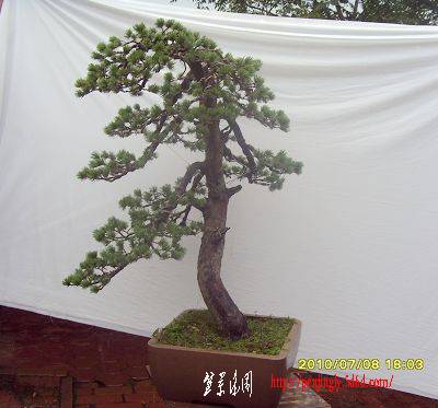 SDC11261.JPG