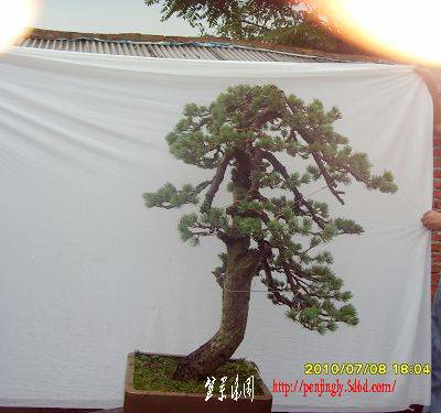SDC11265.JPG