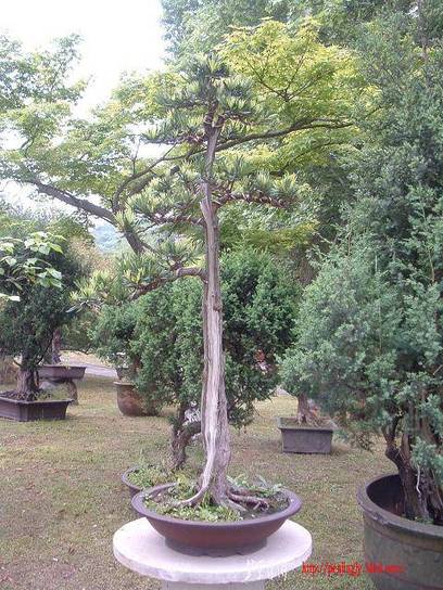 DSCF0257.JPG