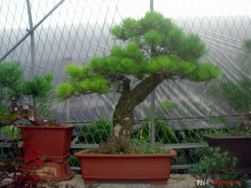 黑松5.JPG