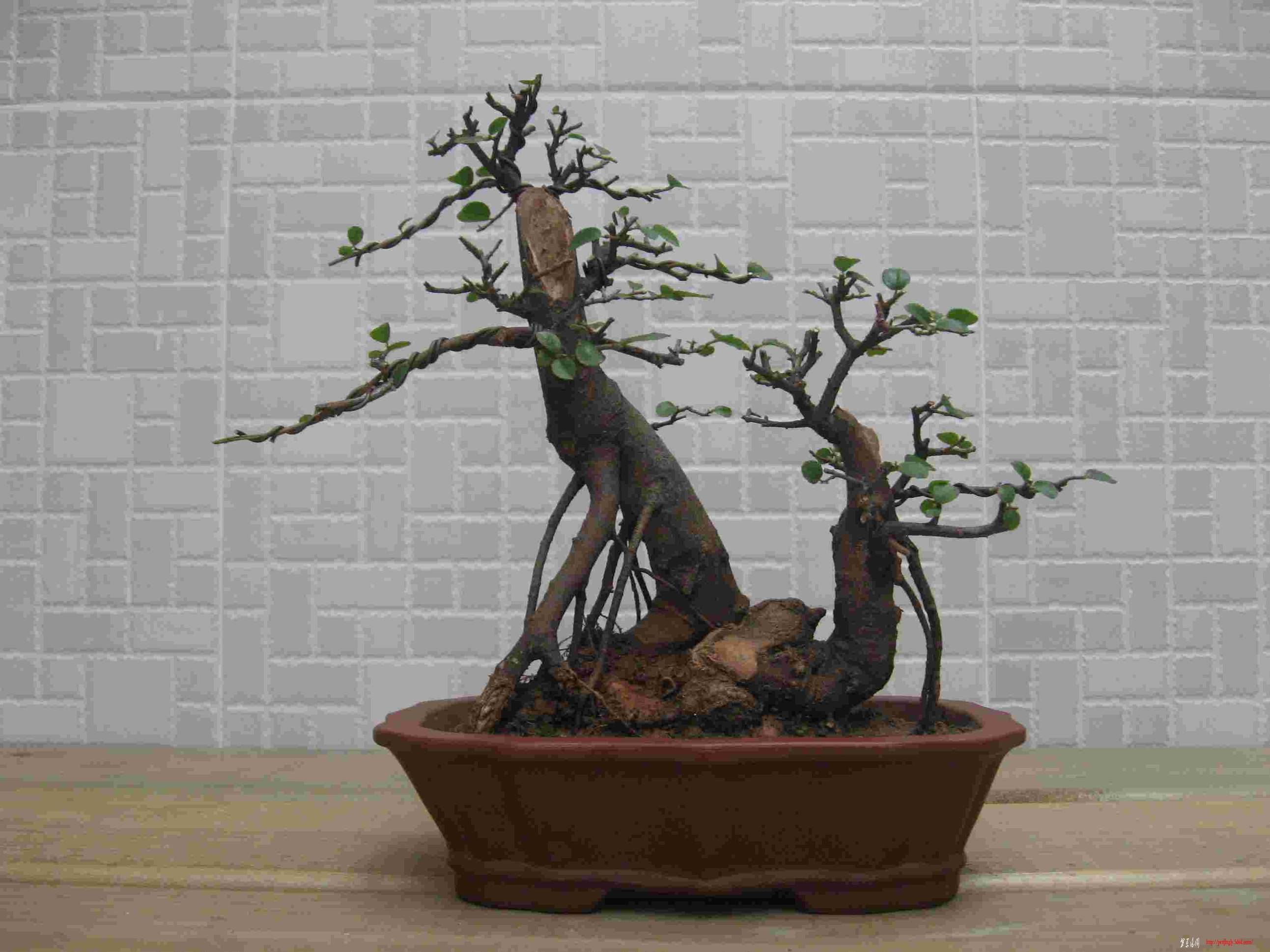Ƭ 036.jpg