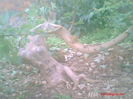 IMG0903A.jpg