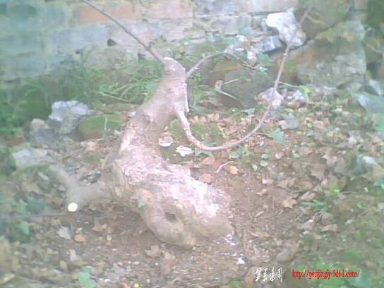 IMG0899A.jpg