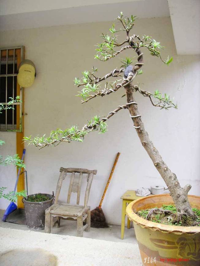 SDC11435.JPG