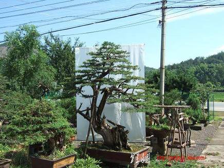 DSCF4604.JPG
