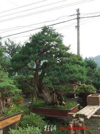DSCF4596.JPG